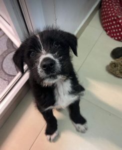Kobe a black and white Romanian rescue dog | 1 Dog at a Time Rescue UK