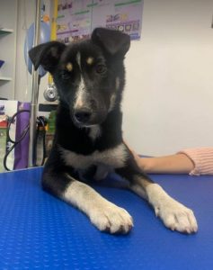 Lewis a black and white Romanian rescue dog | 1 Dog at a Time Rescue UK