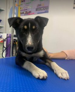 Lewis a black and white Romanian rescue dog | 1 Dog at a Time Rescue UK