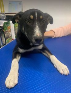 Lewis a black and white Romanian rescue dog | 1 Dog at a Time Rescue UK