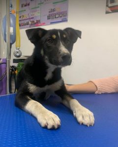 Lewis a black and white Romanian rescue dog | 1 Dog at a Time Rescue UK