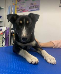 Lewis a black and white Romanian rescue dog | 1 Dog at a Time Rescue UK