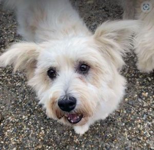 Lily a cream rescue dog | 1 dog at a time rescue UK