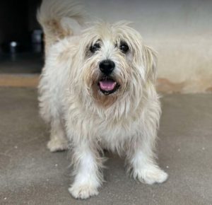 Lily a cream rescue dog | 1 dog at a time rescue UK