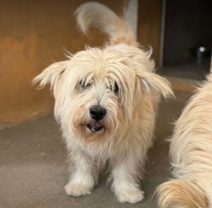 Lily a cream rescue dog | 1 dog at a time rescue UK