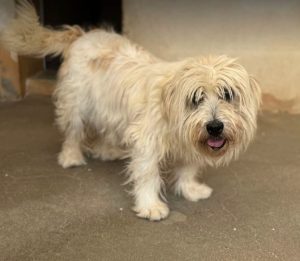 Lily a cream rescue dog | 1 dog at a time rescue UK