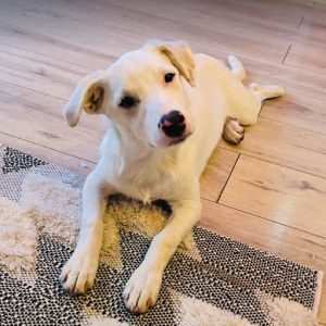 Mellie a white rescue dog | 1 dog at a time rescue UK