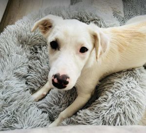 Mellie a white rescue dog | 1 dog at a time rescue UK