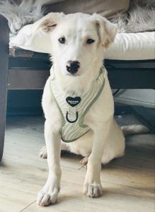 Mellie a white rescue dog | 1 dog at a time rescue UK