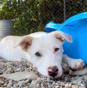 Mellie a white rescue dog | 1 dog at a time rescue UK
