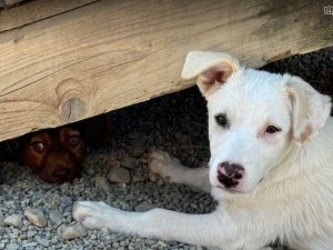 Mellie a white rescue dog | 1 dog at a time rescue UK