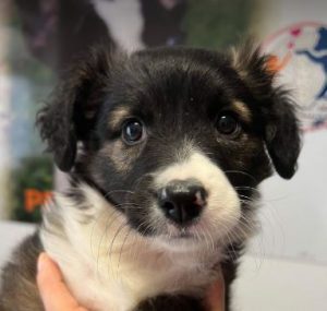 Milana a black and white rescue dog | 1 dog at a time rescue UK