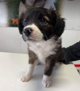 Milana a black and white rescue dog | 1 dog at a time rescue UK