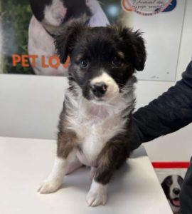 Milana a black and white rescue dog | 1 dog at a time rescue UK