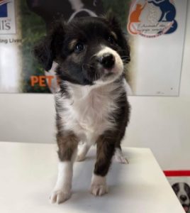 Milana a black and white rescue dog | 1 dog at a time rescue UK