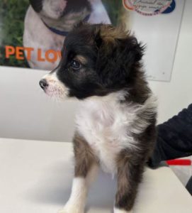 Milana a black and white rescue dog | 1 dog at a time rescue UK