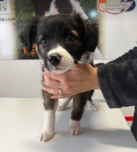 Milana a black and white rescue dog | 1 dog at a time rescue UK