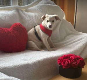 Nadia a cream rescue dog | 1 dog at a time rescue UK