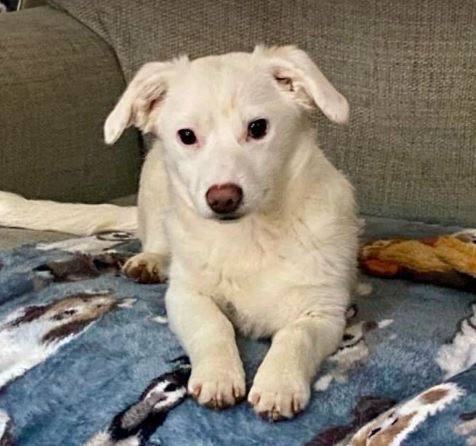 Nala a white rescue dog 1_1 dog at a time rescue UK Nala a white rescue dog | 1 dog at a time rescue UK