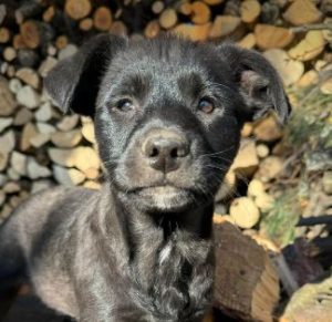 Nemo a black rescue dog | 1 dog at a time rescue UK