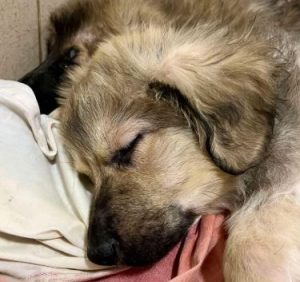 Oscar a fawn rescue dog | 1 dog at a time rescue UK