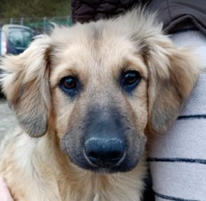 Oscar a fawn rescue dog | 1 dog at a time rescue UK