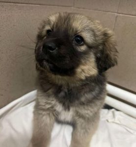 Oscar a fawn rescue dog | 1 dog at a time rescue UK