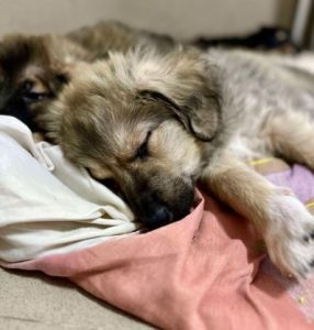 Oscar a fawn rescue dog | 1 dog at a time rescue UK