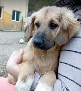 Oscar a fawn rescue dog | 1 dog at a time rescue UK