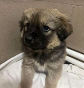 Oscar a fawn rescue dog | 1 dog at a time rescue UK