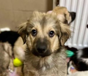 Oscar a fawn rescue dog | 1 dog at a time rescue UK