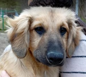 Oscar a fawn rescue dog | 1 dog at a time rescue UK