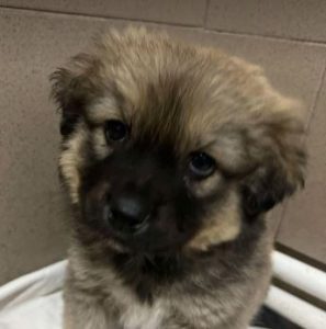 Oscar a fawn rescue dog | 1 dog at a time rescue UK