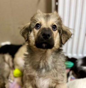 Oscar a fawn rescue dog | 1 dog at a time rescue UK