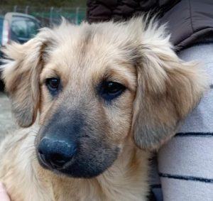 Oscar a fawn rescue dog | 1 dog at a time rescue UK