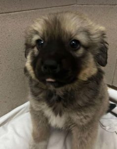 Oscar a fawn rescue dog | 1 dog at a time rescue UK