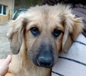 Oscar a fawn rescue dog | 1 dog at a time rescue UK