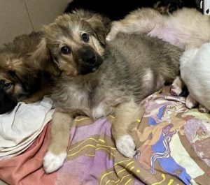 Oscar a fawn rescue dog | 1 dog at a time rescue UK