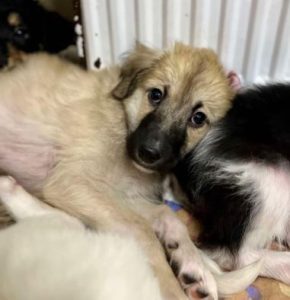 Otto a fawn rescue dog | 1 dog at a time rescue UK