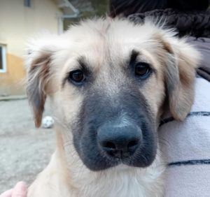 Otto a fawn rescue dog | 1 dog at a time rescue UK