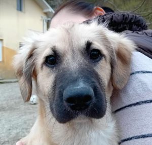 Otto a fawn rescue dog | 1 dog at a time rescue UK