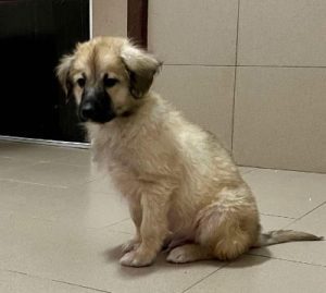 Otto a fawn rescue dog | 1 dog at a time rescue UK