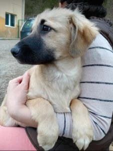 Otto a fawn rescue dog | 1 dog at a time rescue UK