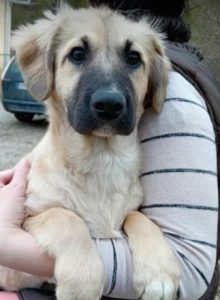 Otto a fawn rescue dog | 1 dog at a time rescue UK