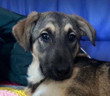 Pasha a brindle and white rescue dog 1_1 dog at a time rescue UK Pasha | 1 Dog at a Time Rescue UK