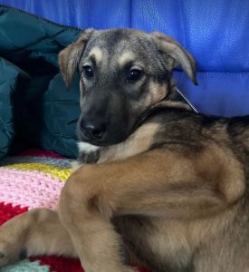 Pasha | 1 Dog at a Time Rescue UK