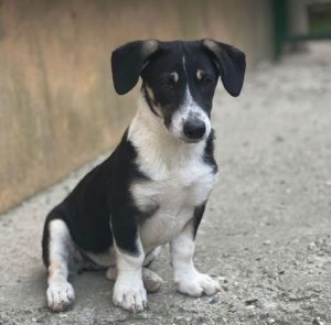 Pepper a black and white rescue dog | 1 dog at a time rescue UK