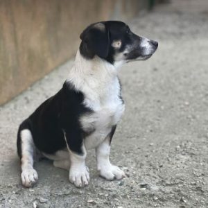 Pepper a black and white rescue dog | 1 dog at a time rescue UK