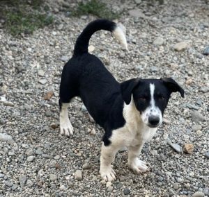Perry a black and white rescue dog | 1 dog at a time rescue UK