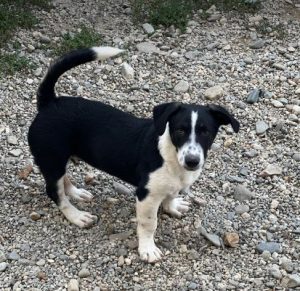 Perry a black and white rescue dog | 1 dog at a time rescue UK